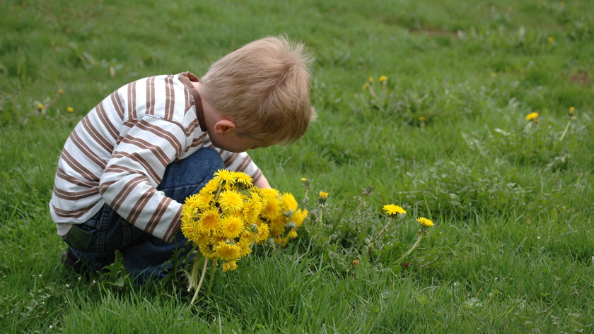 Barn som plockar maskrosor